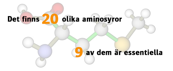 aminosyror protein aminosyror protein