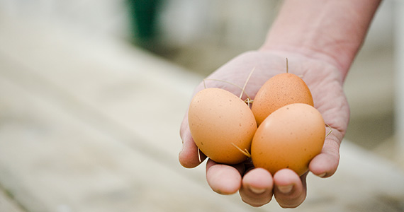 Ägg innehåller protein