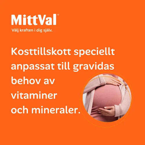 Gravid