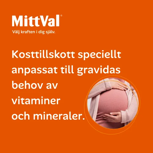 Gravid